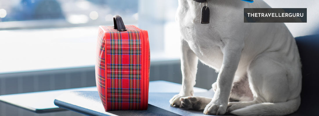 3 Best Dog Travel Bags