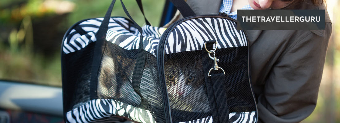 3 Best Travel Pet Carriers