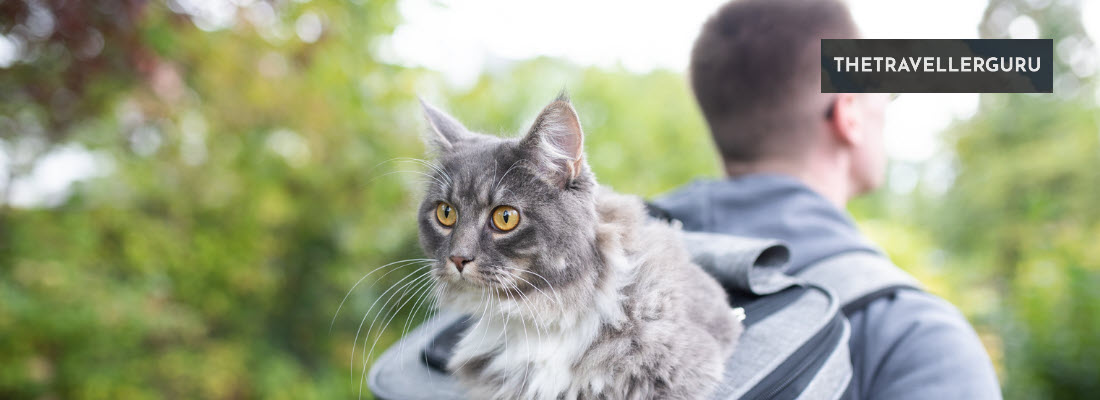 3 Best Pet Carrier Backpacks
