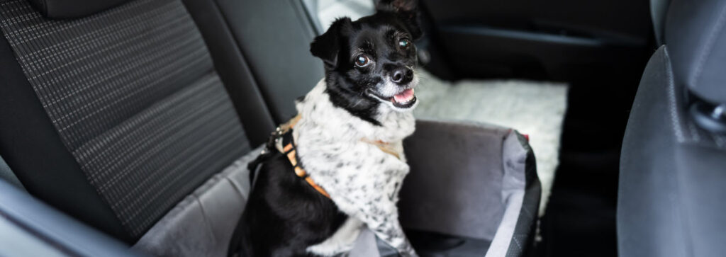 Car booster seats for dogs - dog in booster seats