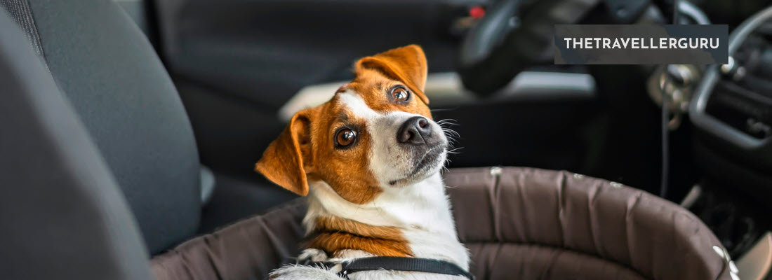 3 Best Car Booster Seats For Dogs
