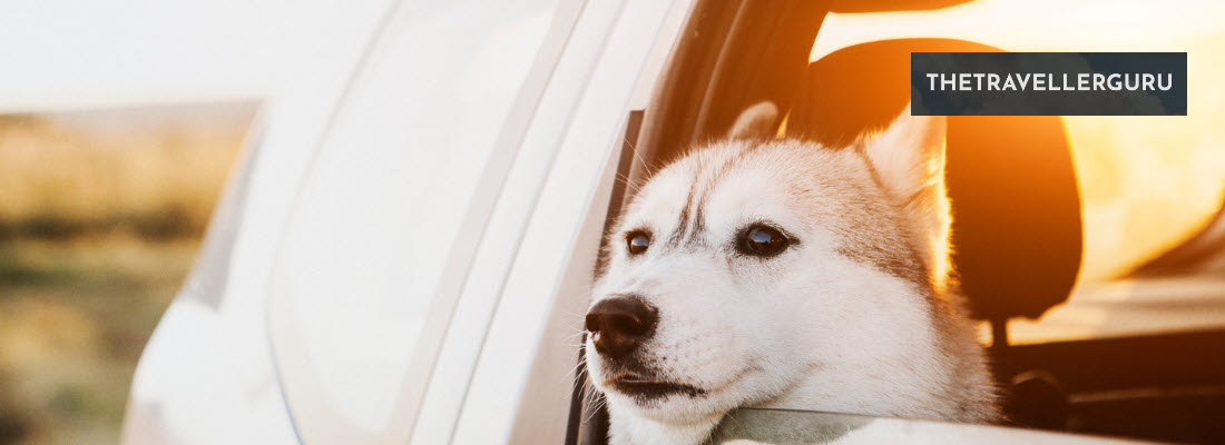3 Best Pet-Proof Car Seat Covers