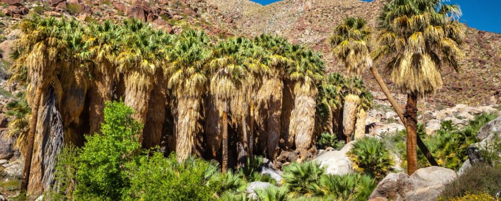 Best Camping Spots in Southern California - Anza-Borrego Desert State Park