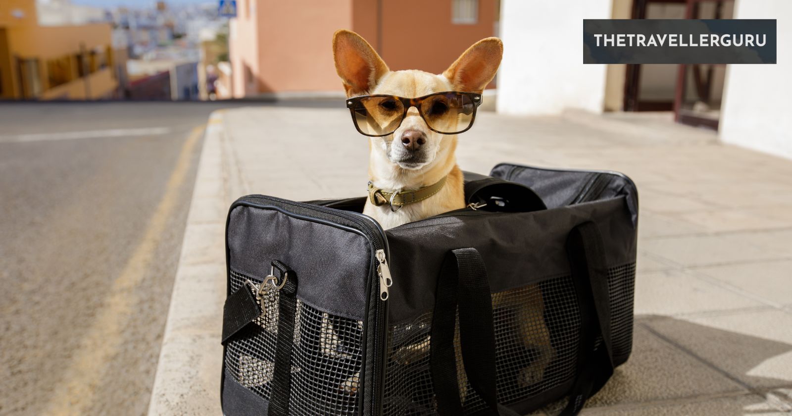 10 Tips for Flying with Dogs