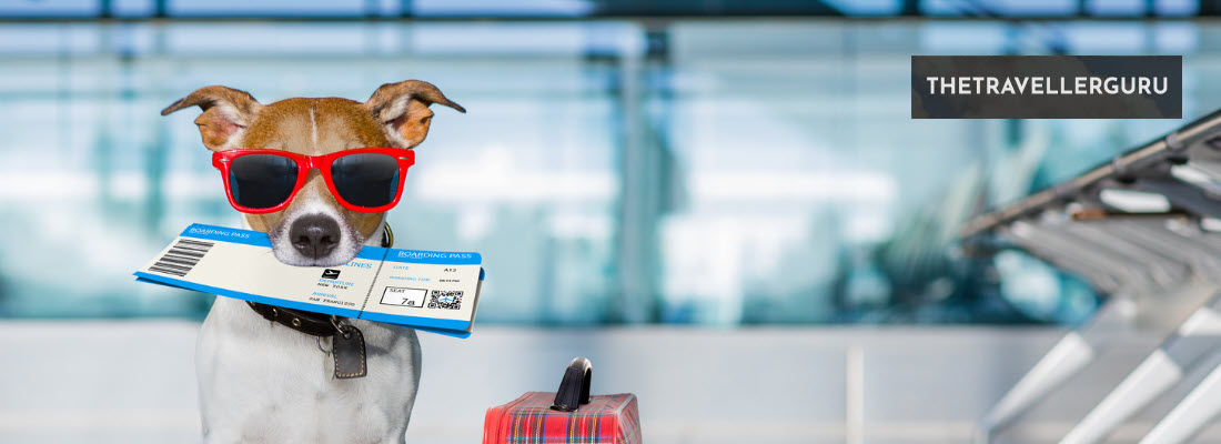 tips for flying with dogs - header