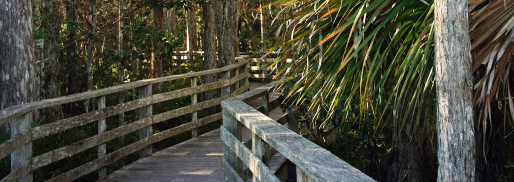 Best Hiking Trails in Florida - Corkscrew Swamp Sanctuary
