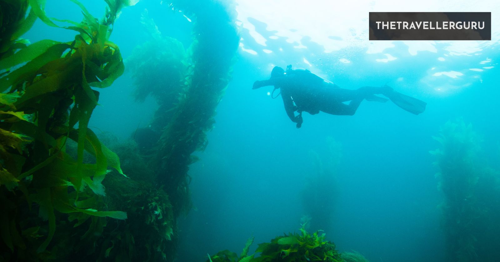 10 Best Spots in California for Scuba Diving