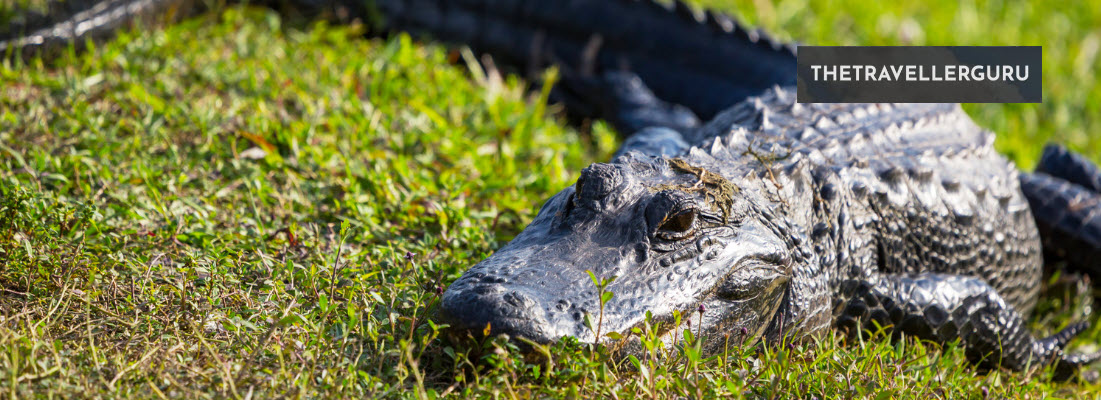 Best Zoos In Florida - Header