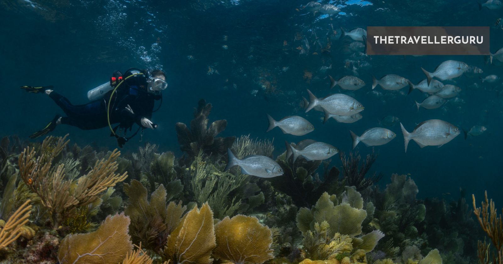12 Best Places to Scuba Dive in Florida