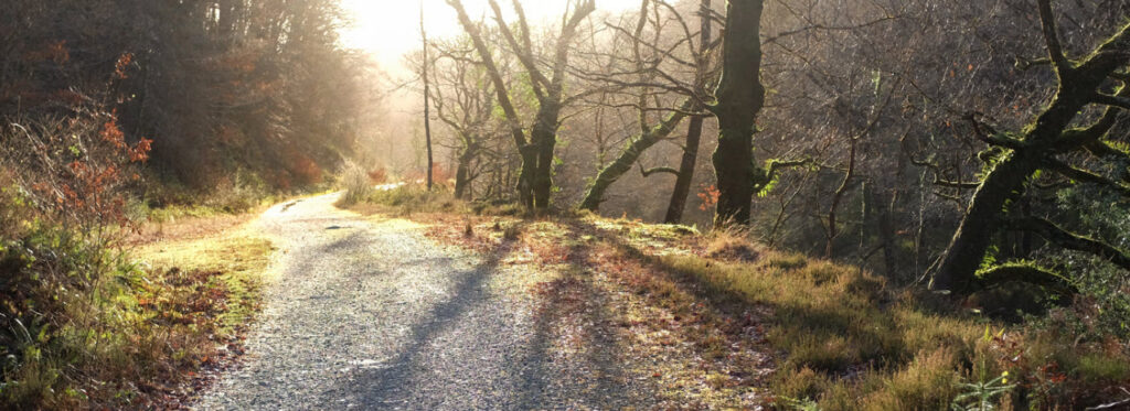 Best Hiking Trails in Wales - Coed y Brenin Forest Park