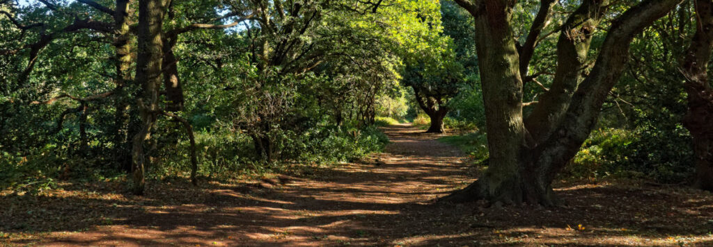 Best UK Mountain Biking Trails - Sherwood Pines